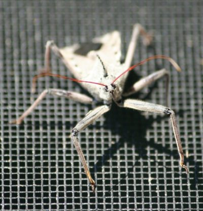 http://ccplonline.org/wp-content/uploads/2021/07/What_s-Bugging-You-Assassin-Bug-400x415.jpg