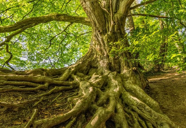 Photo by Felix Mittermeier from Pexels