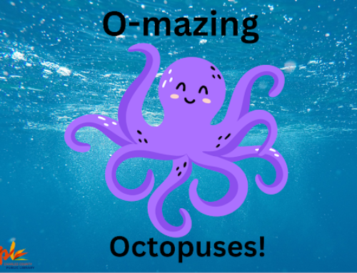 O-mazing Octopuses!
