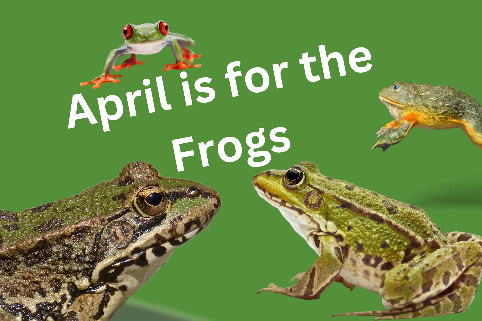 CCPL Staff Picks April is for the Frogs Charles County Public Library