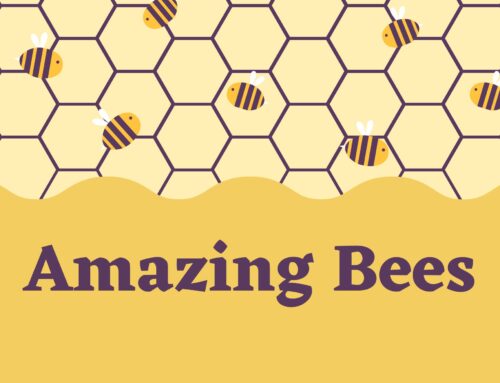 CCPL Staff Picks: Amazing Bees!