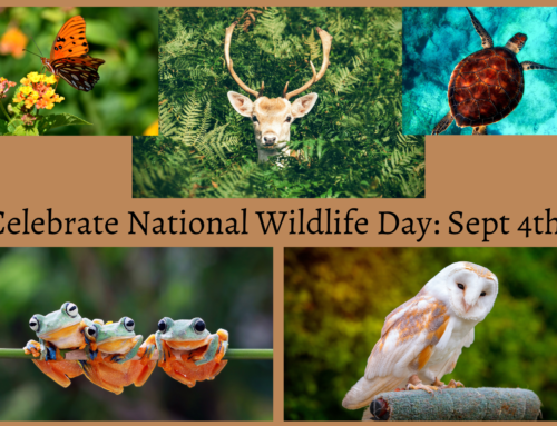 Celebrate National Wildlife Day!