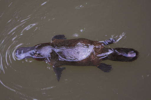Critter Corner: The Platypus – Charles County Public Library