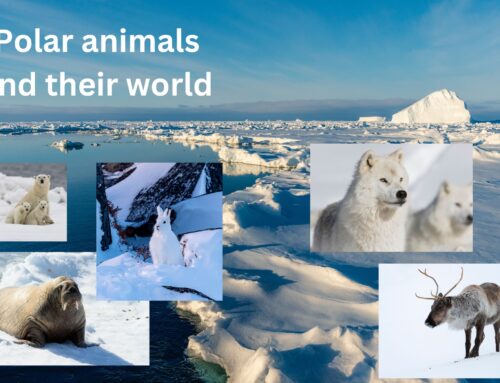 Arctic and Polar Animal Awareness