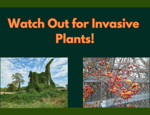 Watch Out for Invasive Plants!