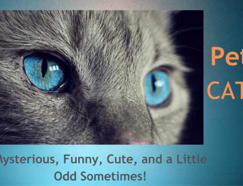 Pet cats – mysterious, fun, cute, and a little odd sometimes!