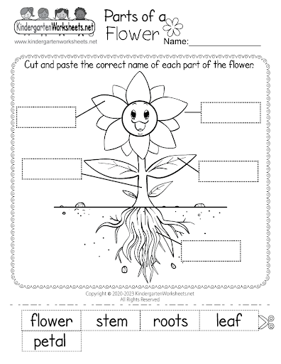 Parts of a Flower Worksheet