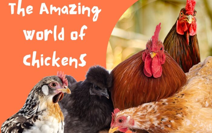 The Amazing World of Chickens