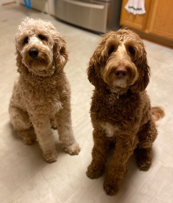 Butterscotch and Penny best buddies and sisters