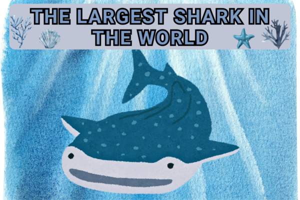 The Largest Shark In The World