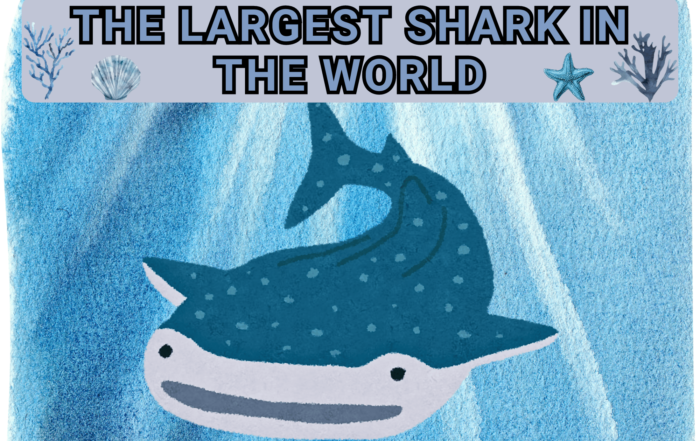 The Largest Shark In The World