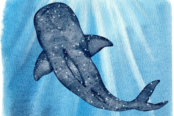 Whale Shark