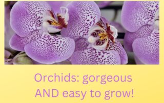 Orchids