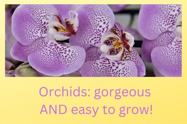 Orchids