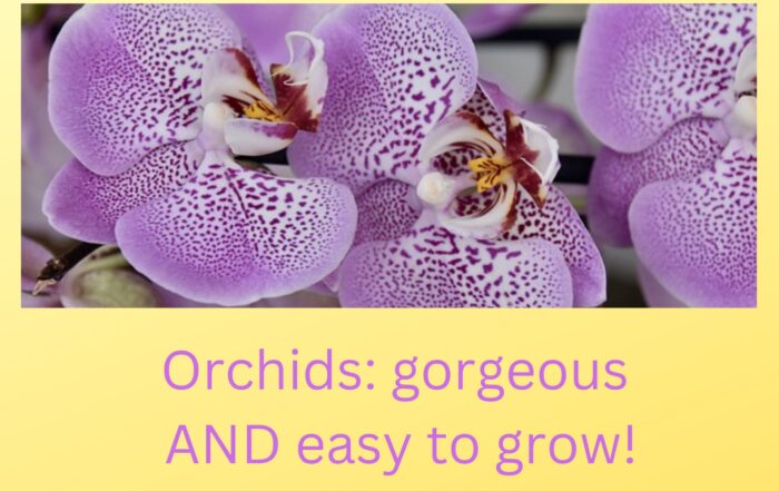 Orchids