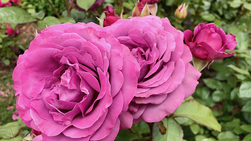 Katherine Dulin Folger Rose Garden 