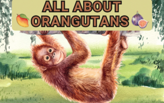 All About Orangutans