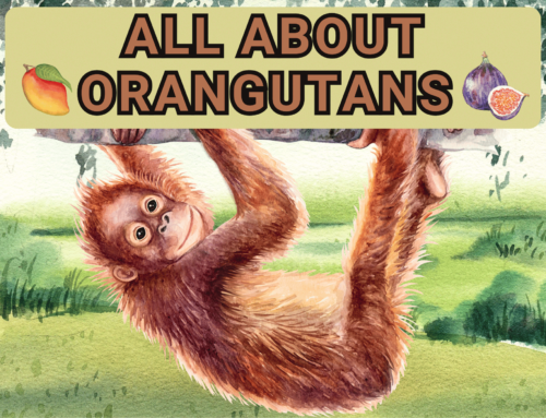All About Orangutans