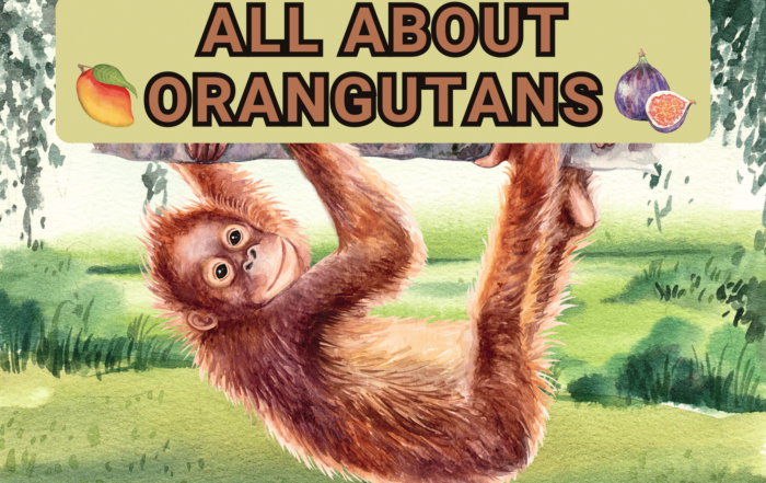 All About Orangutans