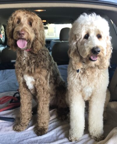 Butterscotch and Penny in the car 