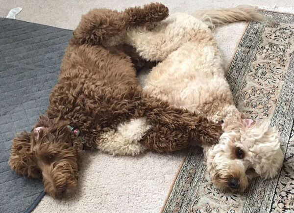 Butterscotch and Penny 