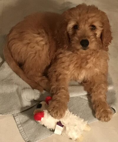 Butterscotch as a puppy 