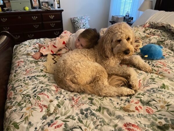 Butterscotch makes a great pillow 