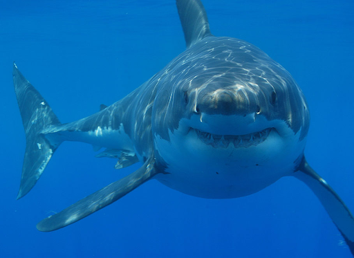 Fins Up! Sharks! Smiling Great White
