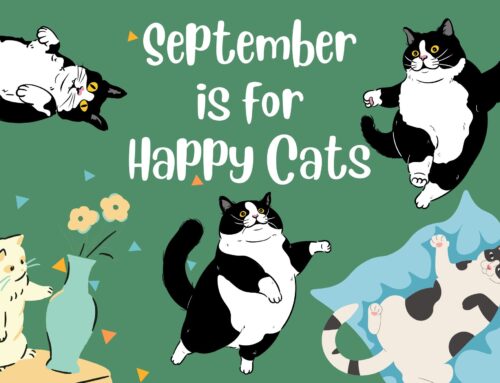 Happy Cat Month