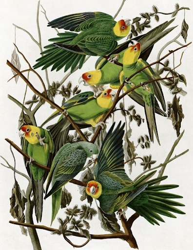 Carolina Parakeet By John James Audubon, 1827