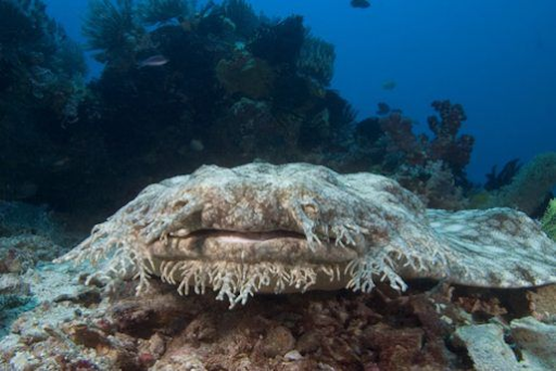 Tasselled Wobbegong