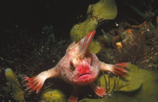 Red Handfish