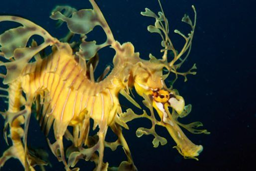 Leafy Seadragon