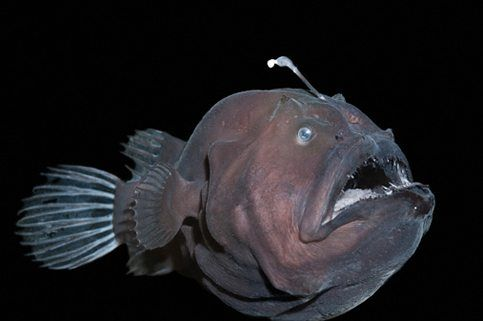 Deep-Sea Anglerfish