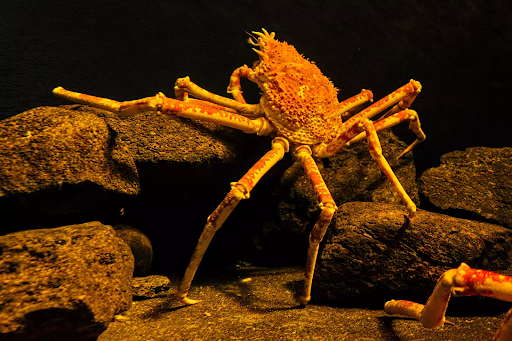 Japanese Spider Crab 