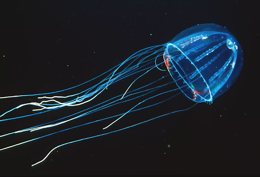 Colobonema Sericeum