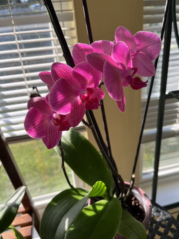Orchid in house