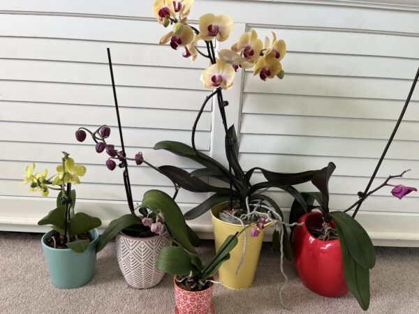 Orchids on table