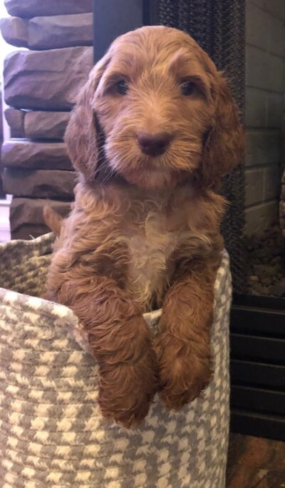 Penny as a puppy