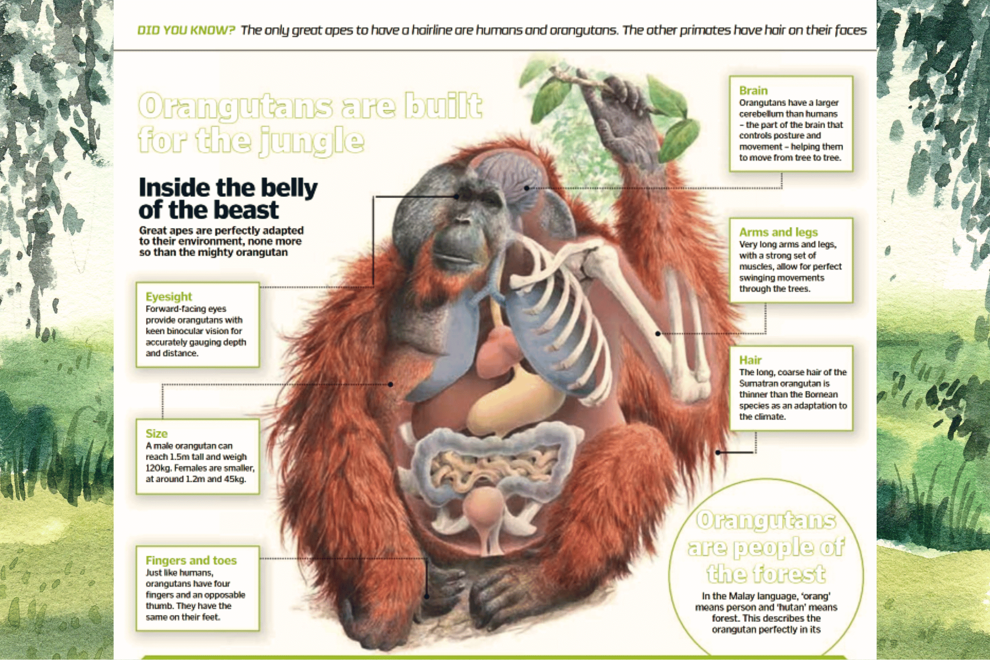 All About Orangutans Anatomy