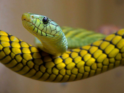  Green Snake