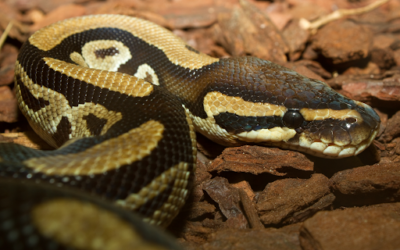Python