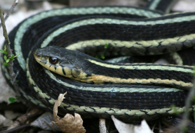 Garter Snake