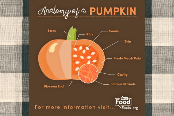 pumpkin anatomy