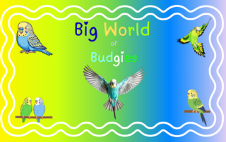 BIg World of Budgies - Cover Image