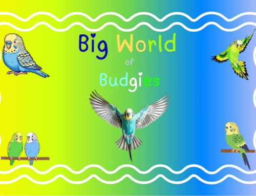 Big World of Budgies