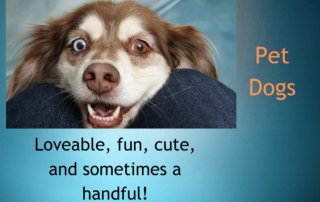 Pet dogs - loveable, fun, cute and sometimes a handful!