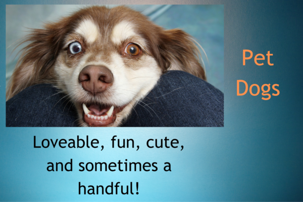 Pet dogs - loveable, fun, cute and sometimes a handful!
