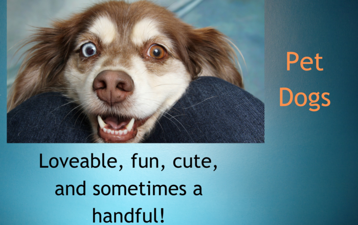 Pet dogs - loveable, fun, cute and sometimes a handful!