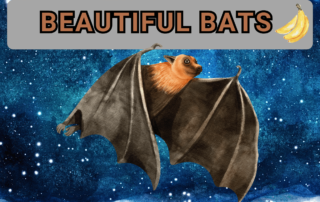 Beautiful Bats